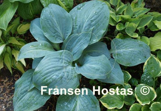 Hosta Mystic Star